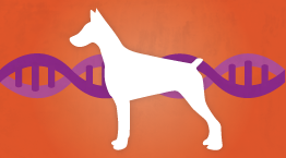 dog genome project dog genome project