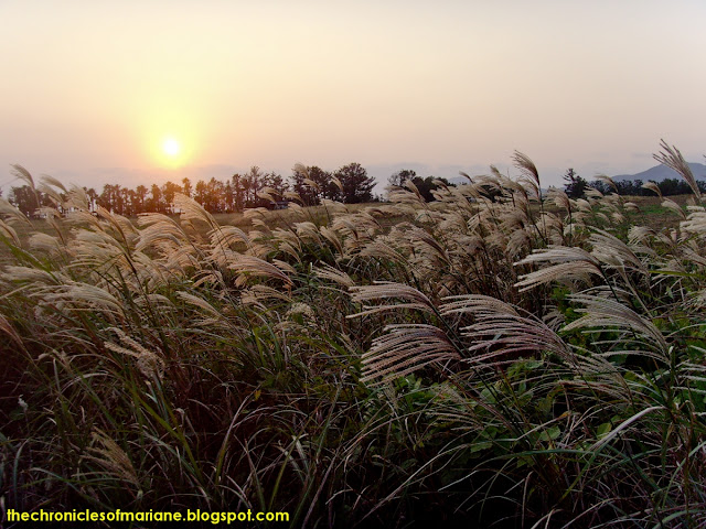 meadow jeju