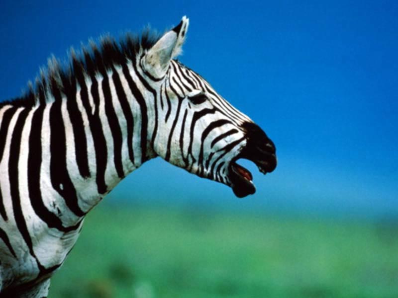 Zebra Oscar