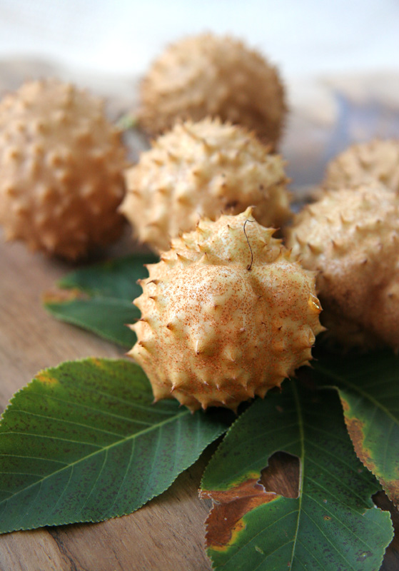 Nessy Designs Ohio Buckeye