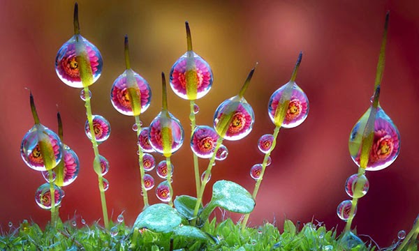 dew photos by alberto