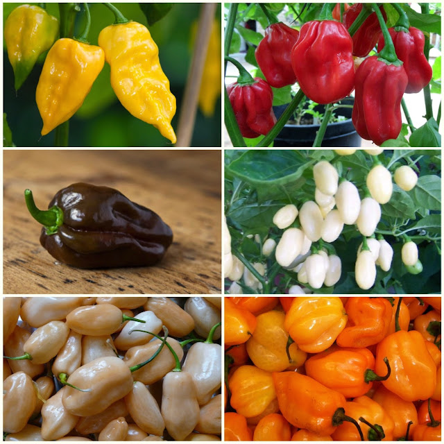 Color Blend Habanero Pepper Seeds Organic_Gardening 101 Gardening