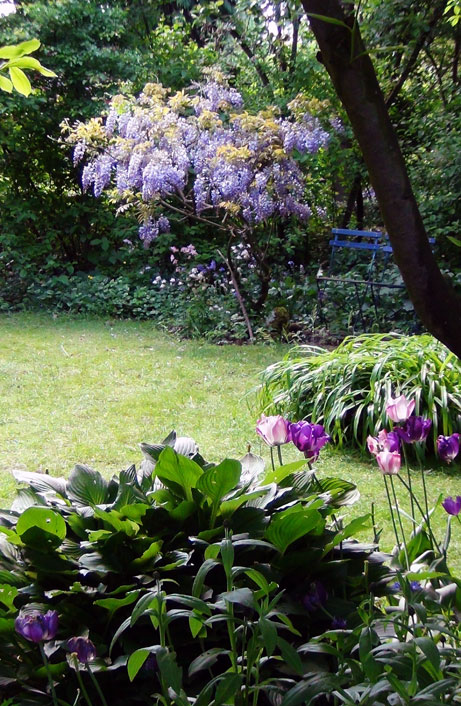 blauwe regen snoeien zomer tuinblog tuinatelier herman vermeulen blauwe regen blauwe regen snoeien zomer tuinblog tuinatelier herman vermeulen blauwe regen