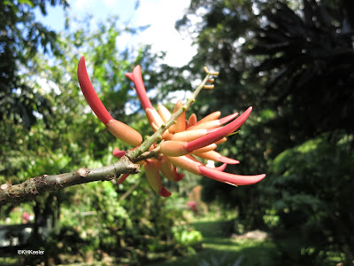 hummingbird flower, Erythrina hummingbird flower, Erythrina