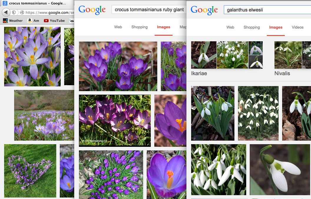 Crocus and snowdrop combination Crocus tommasinianus + Crocus Ruby Giant + Galanthus elwesii