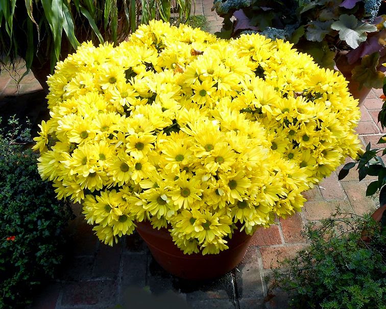 My Virtual Garden October Flowers in Chicago