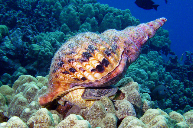 tulisan arkeolog fauna cnidaria molussca dan arthropoda tulisan arkeolog fauna cnidaria molussca dan arthropoda