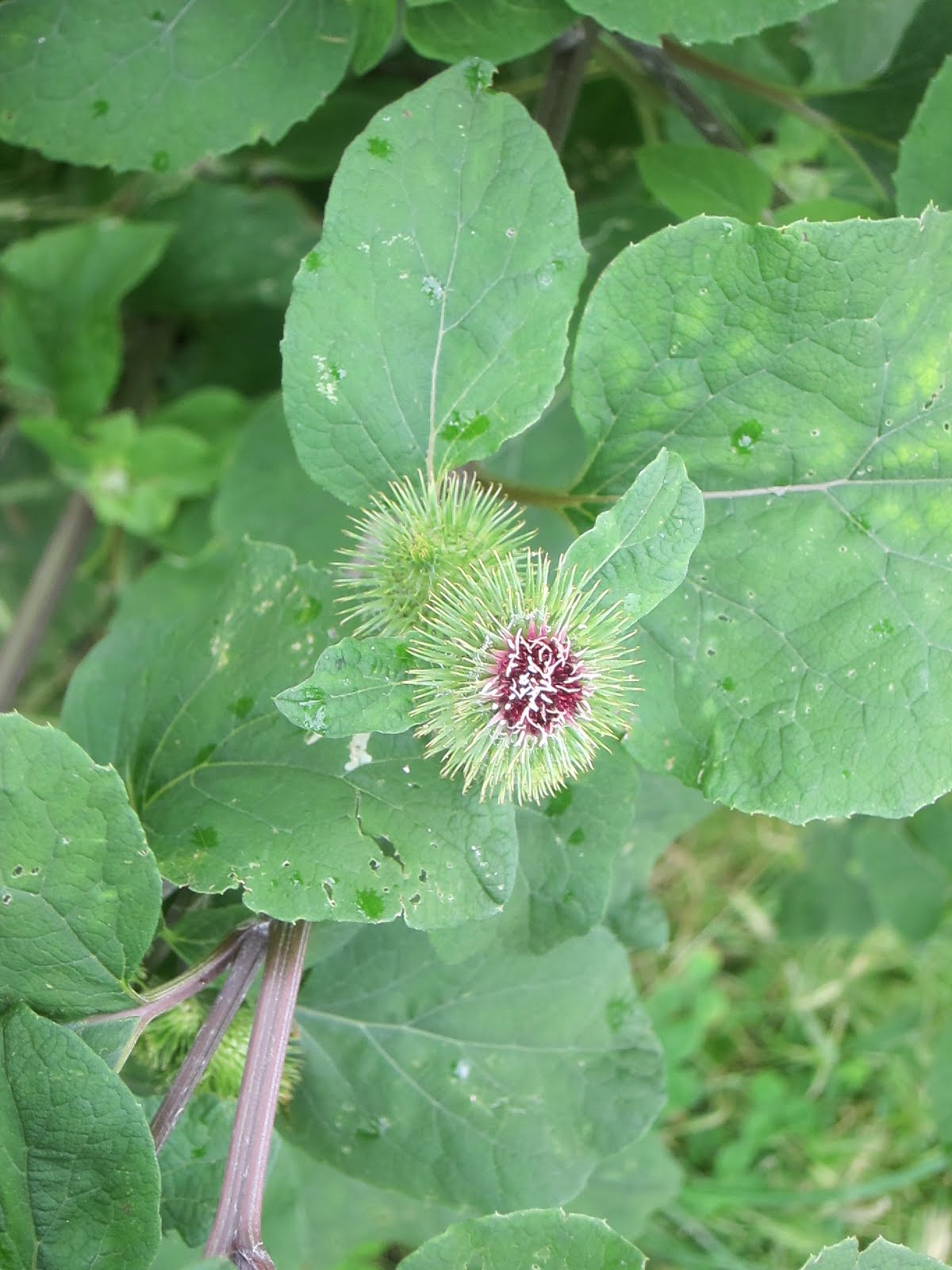 rencontre et racine 2011 horaires