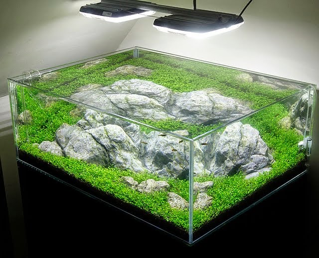 Jenis Lampu Aquascape - Ikan Hias Air Tawar