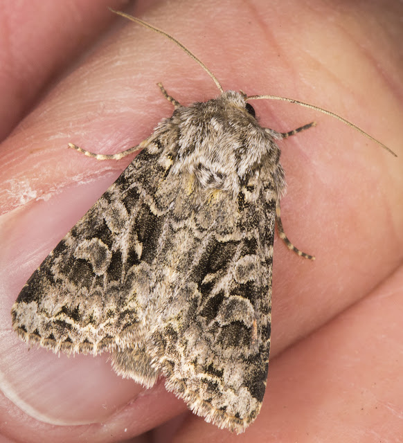 Shears, Hada plebeja. Noctuidae. In my garden actinic light trap on the balcony in Hayes on 3 June 2013. Shears, Hada plebeja. Noctuidae. In my garden actinic light trap on the balcony in Hayes on 3 June 2013.