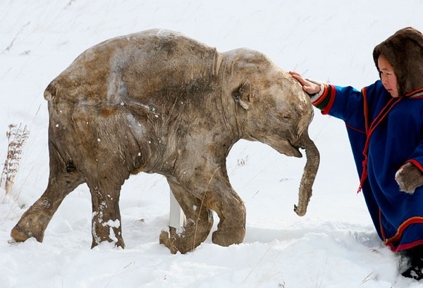 frozen-woolly-mammoth-baby.jpg