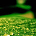 Dew Drops Android Wallpaper thumbnail