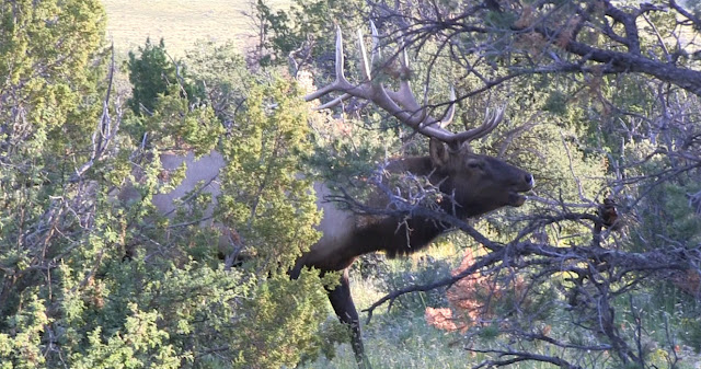 Elk+Hunting+Arizona+with+Colburn+and+Scott+Outfitters+9.14.12+3.jpg