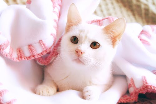 animals talk cute white cat