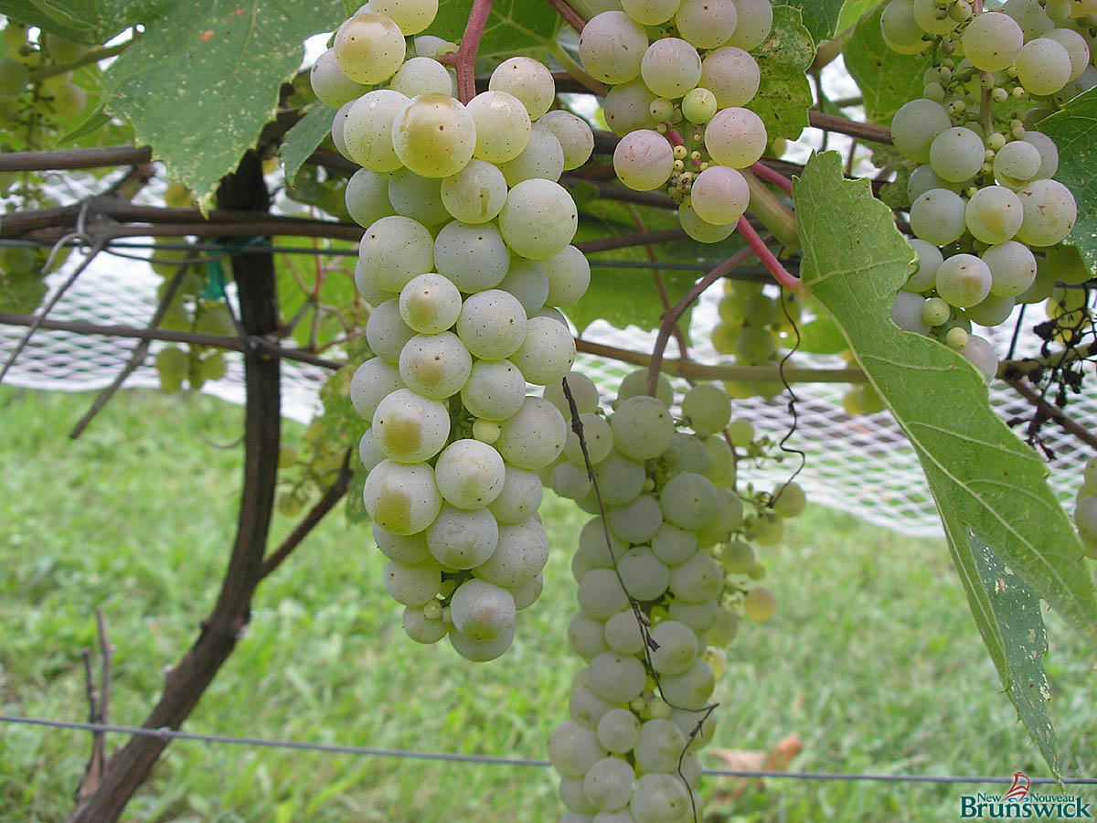 Live a New Way jiovi® Cold Climate Grapes, Zones 3 and up!