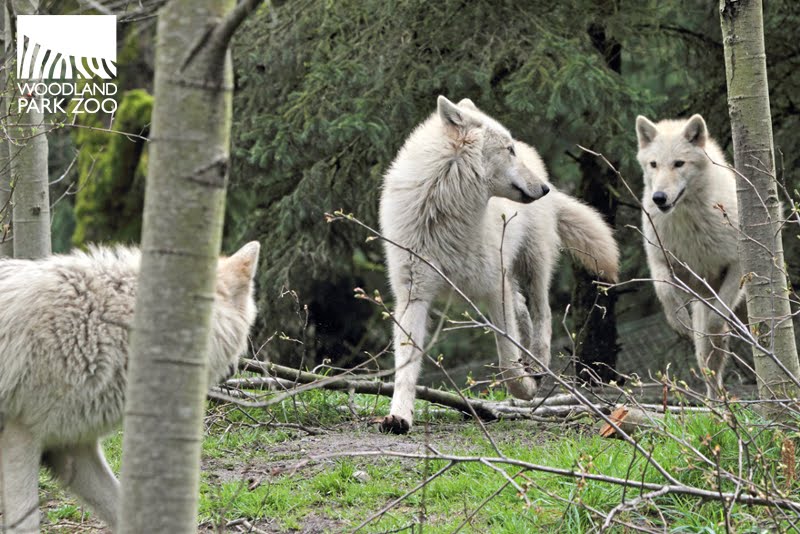 Woodland Park Zoo Blog ZooCrew A day in the life of a wolf pup