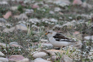 Escribano nival (Plectrophenax nivalis - Snow Bunting) Escribano nival (Plectrophenax nivalis - Snow Bunting)
