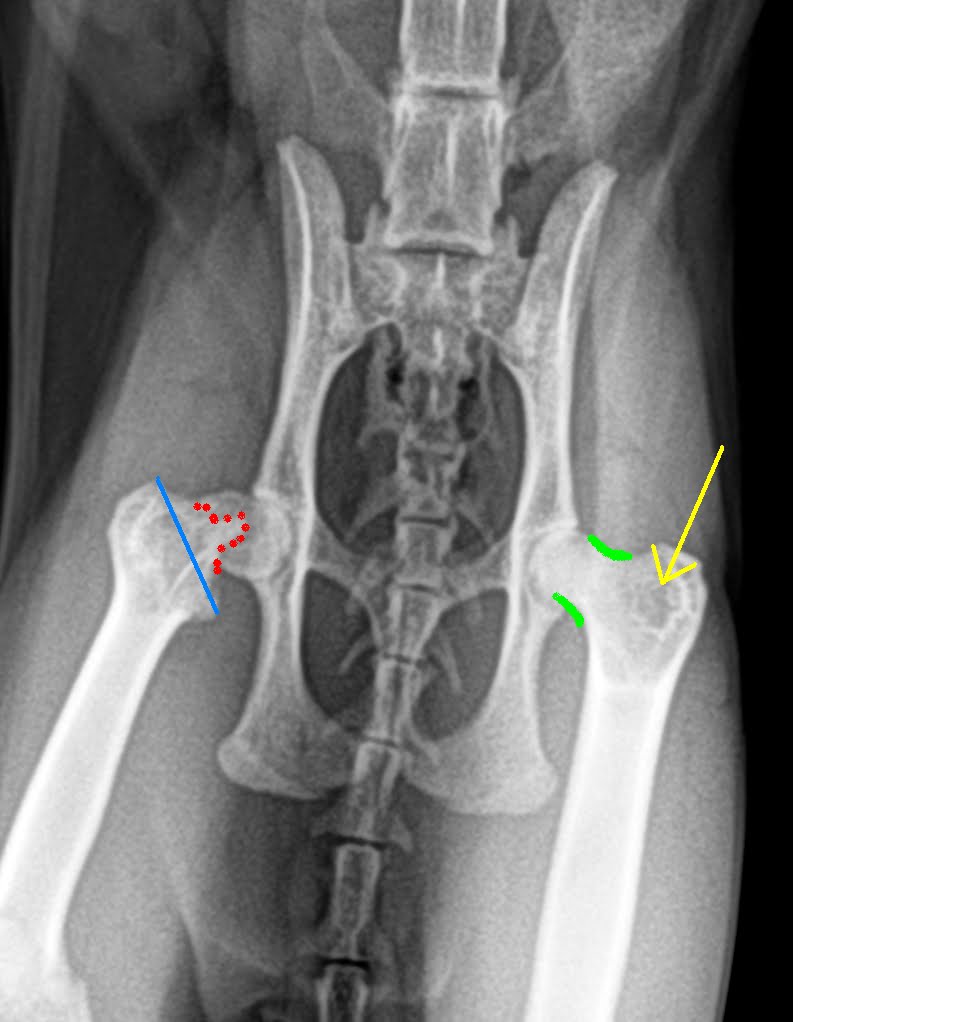 Pathological Fracture Days at Foothills Animal Hospital-4.bp.blogspot.com