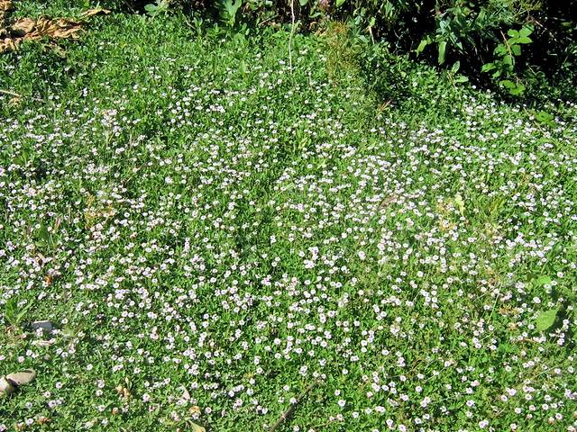 jardinitis: Lippia nodiflora, una alternativa sostenible al césped