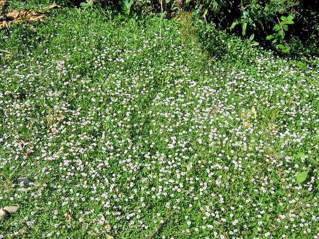 jardinitis: Lippia nodiflora, una alternativa sostenible al césped