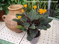 Calathea crocata