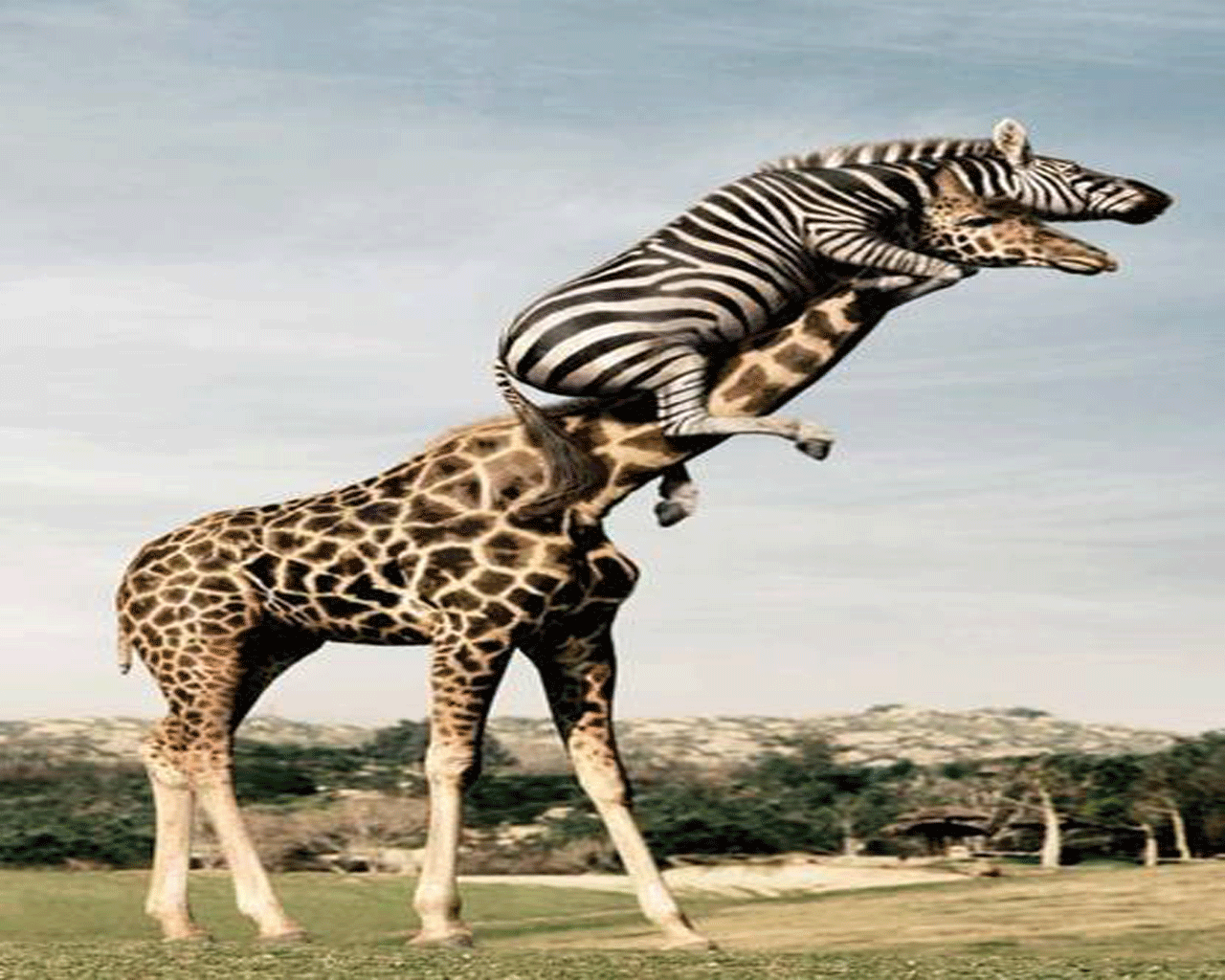 funny gifs funny animal pictures