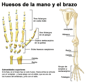 Duele la espalda en la parte inferior y da en el cóccix