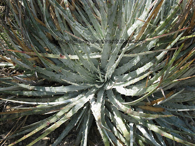 Hechtia podantha white