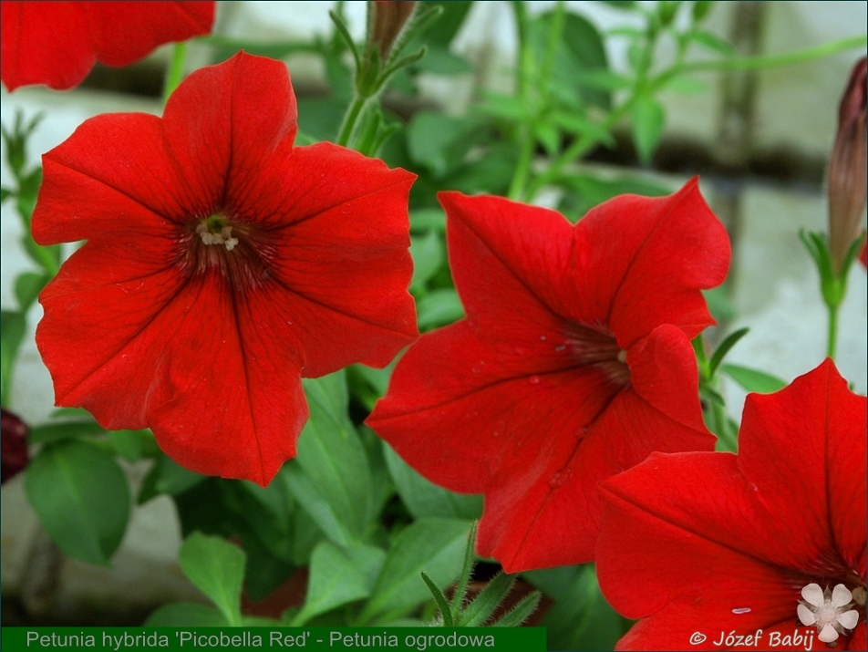 Petunia hybrida 'Picobella Red' - Petunia ogrodowa 'Picobella Red' 