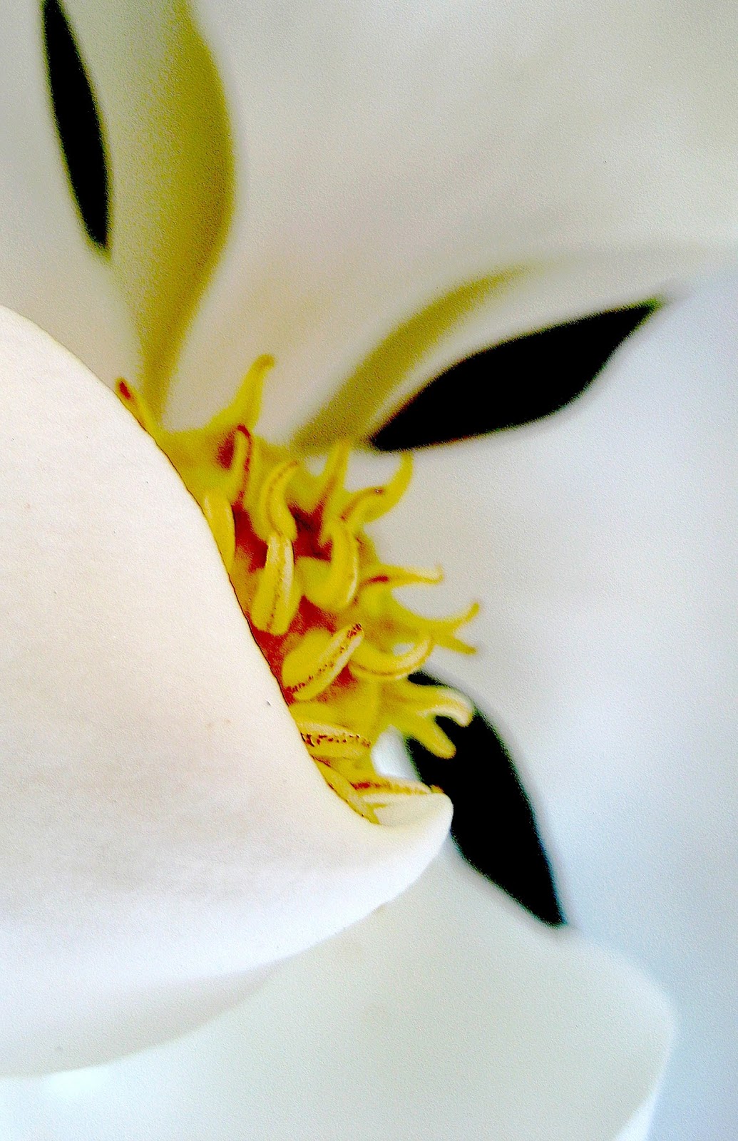 Living Rootless Opelousas May flowers in Vieux Village