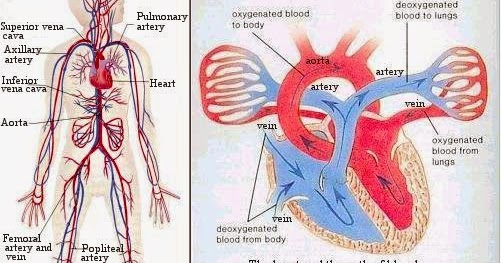A Mammals Journey : Transport of Nutrients/ Wastes Through The Body