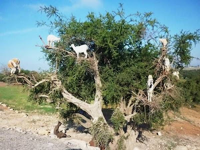 kambing pemanjat pohon