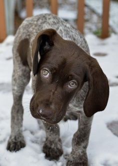 How to Groom a German Shorthaired Pointer?
