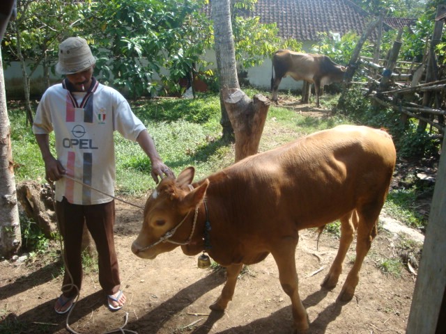 Contoh Sumber Daya Alam Hewani Belajar