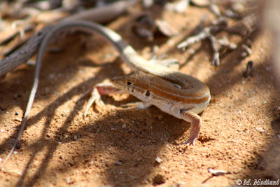 Acanthodactylus 