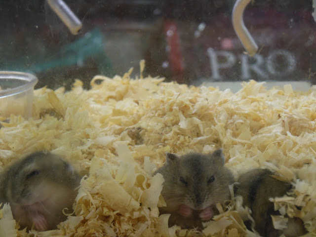 Hamsters à venda em Madureira (RJ)/Foto: Marcelo Migliaccio