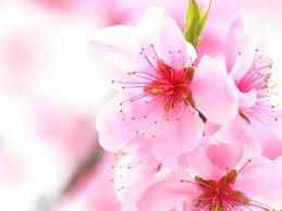 Get Flowers For Flower Lovers Cherry Blossom Pictures HD Wallpaper Flowers For Flower Lovers Cherry Blossom Pictures For Android