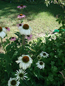 "Echinacea" or "Purple Coneflower"