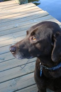 Chocolate Lab died at 13 years old