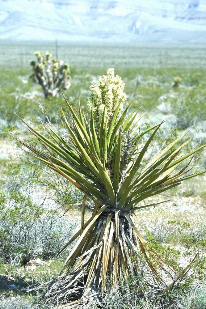 Mojave Yucca Yucca schidigera_1944