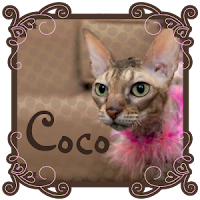 About Coco