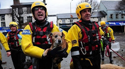 Animals Being Rescued Seen On www.coolpicturegallery.us