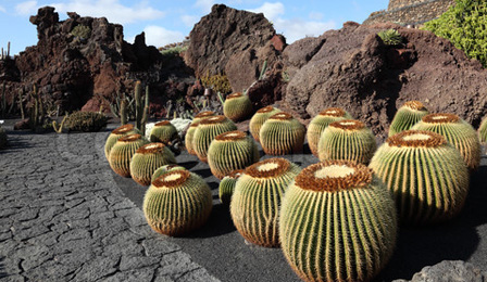 jardines creativos de cactus, ideas para diseño de jardines