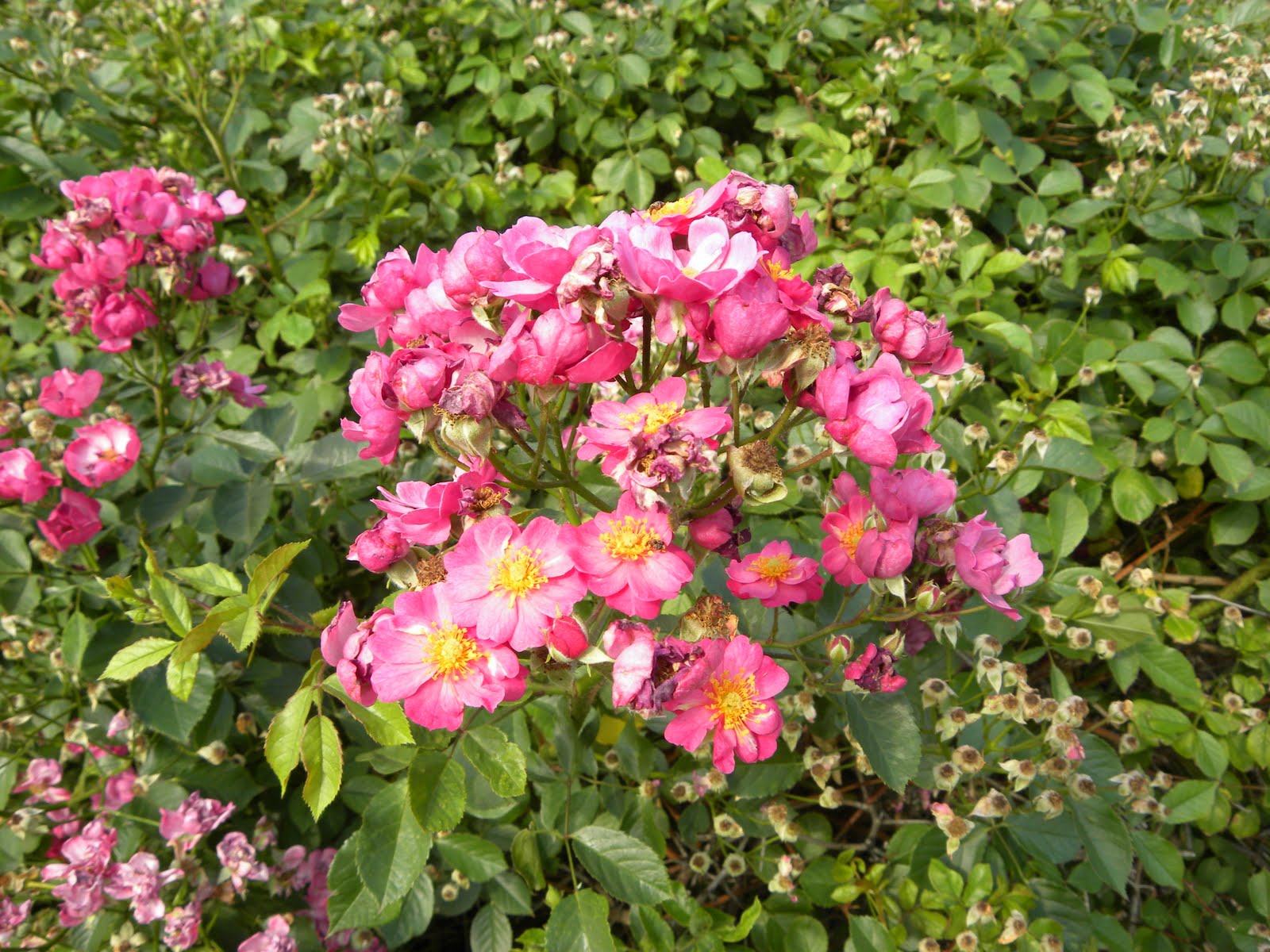 Red Dirt Roses DayDreaming