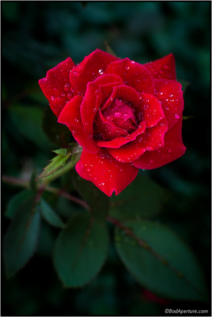 Rose with saturated deep red color and water droplets