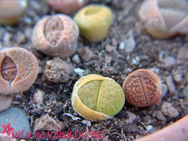 [Image: Tu-tay-trong-hoa-thach-lan-dep-trang-tri...viec-7.jpg]