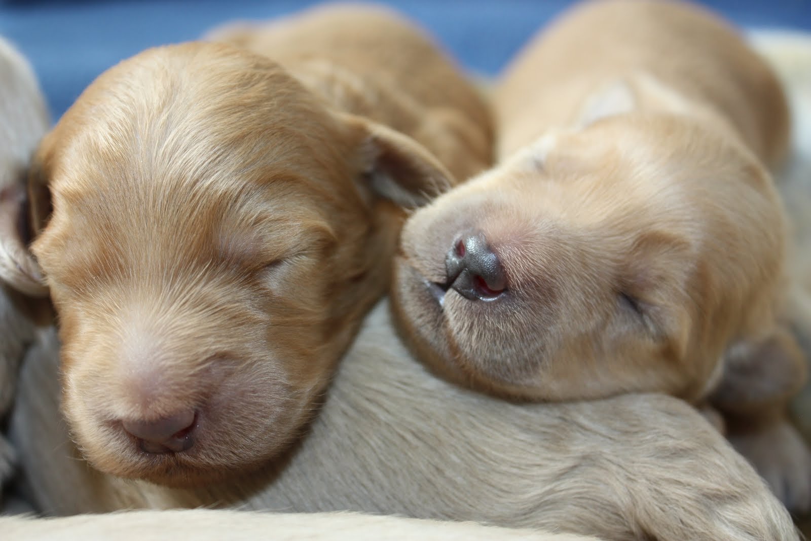 Prairie Doodles at Koocanusa . .SUMMER'S 1 WEEK OLD PUPPIES.