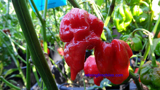 www.superhotchiles.com, Trinidad Butch T Scorpion seeds