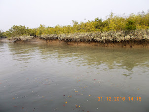 "Maximum High Tide Watermak" on the Mangrove trees.
