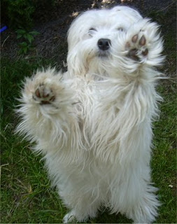 Gambar Anjing Lowchen Hias